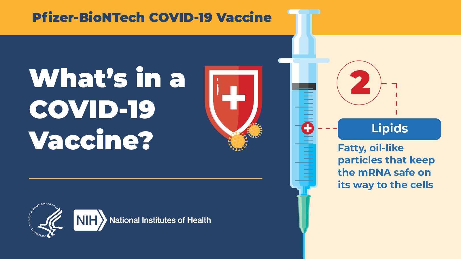 Pfizer-BioNTech COV ID-19 Vaccine  |  What's in a COVID-19 vaccine? 2: Lipids: Fatty, oil-like particles that keep the mRNA safe on its way to the cells